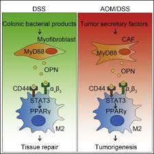 MyD88 in myofibroblasts enhances colitis-associated tumorigenesis ...